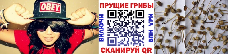 Галлюциногенные грибы Cubensis  Лыткарино 